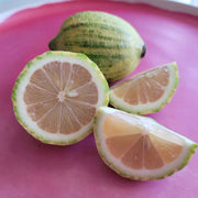 Pink Variegated Lemon Seeds