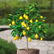 Ponderosa Lemon Seeds