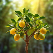 Ponderosa Lemon Seeds