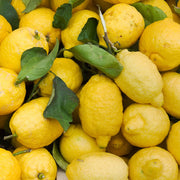Primofiori Lemon Seeds
