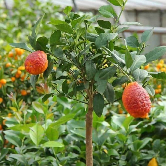 Red Lemon Yellow Lemon Seeds