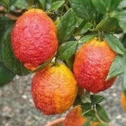 Red Lemon Yellow Lemon Seeds