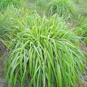 Tropical Seeds, Cymbopogon citratus