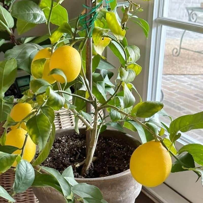 Lemon Seeds - All In One For Home Gardens