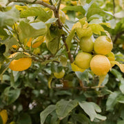Lemon Seeds - All In One For Home Gardens