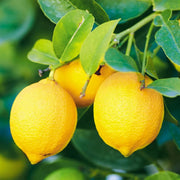 Femminello Lemon Seeds