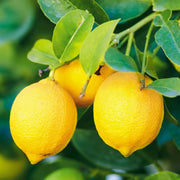 Citrus Lemon Seeds
