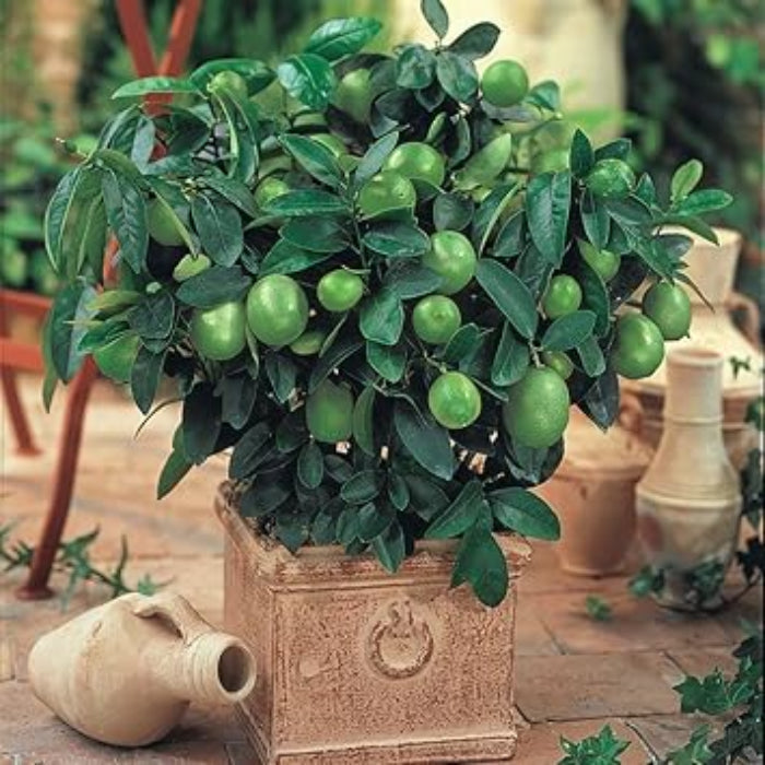 Dark Green Lemon Seeds