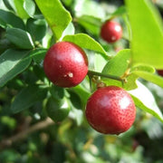 Dark Red Lemon Seeds