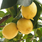 Genoa Lemon Seeds