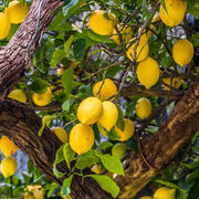 Lemon Seeds – Citrus limon