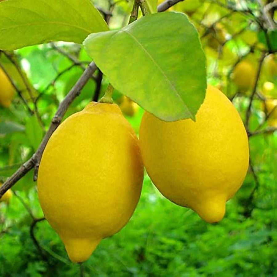 Lisbon Lemon Seeds