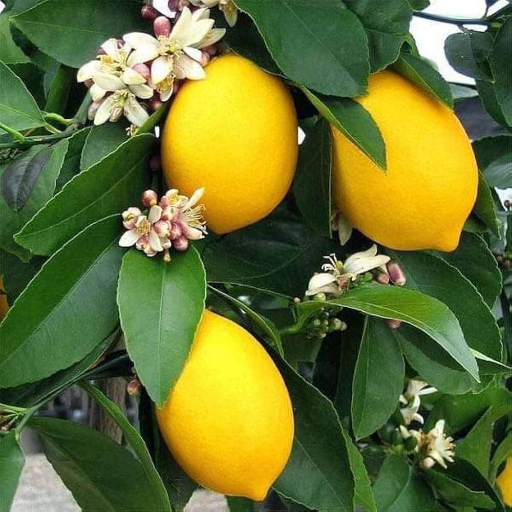 Lumia Lemon Seeds