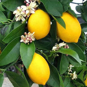 Lumia Lemon Seeds