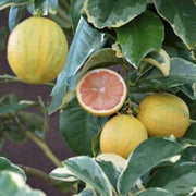 Pink Variegated Lemon Seeds