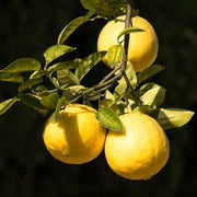 Ponderosa Lemon Seeds