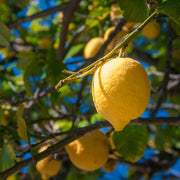 Primofiori Lemon Seeds