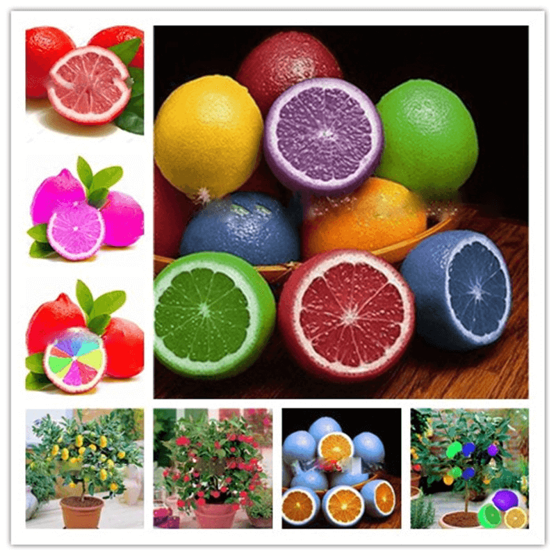 Rainbow Lemon Seeds