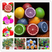 Rainbow Lemon Seeds