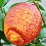 Red Lemon Yellow Lemon Seeds