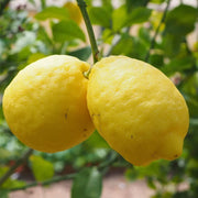 Verna Lemon Seeds