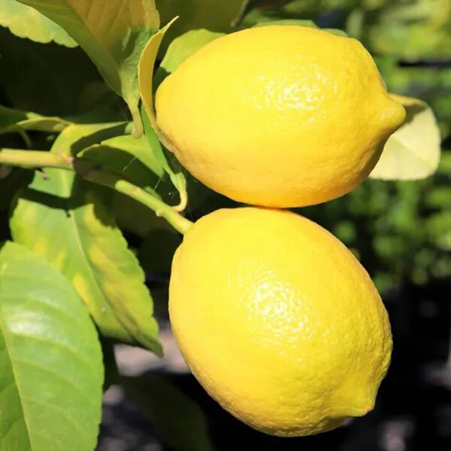 Villafranca Lemon Seeds