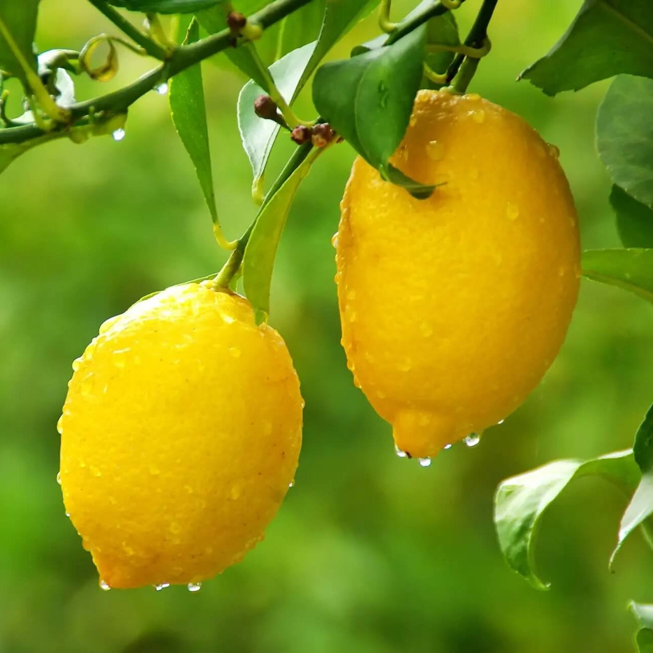Yellow Lemon Seeds