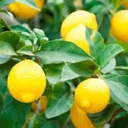 Hermetically Sealed Lemon Seeds