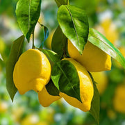 Hermetically Sealed Lemon Seeds