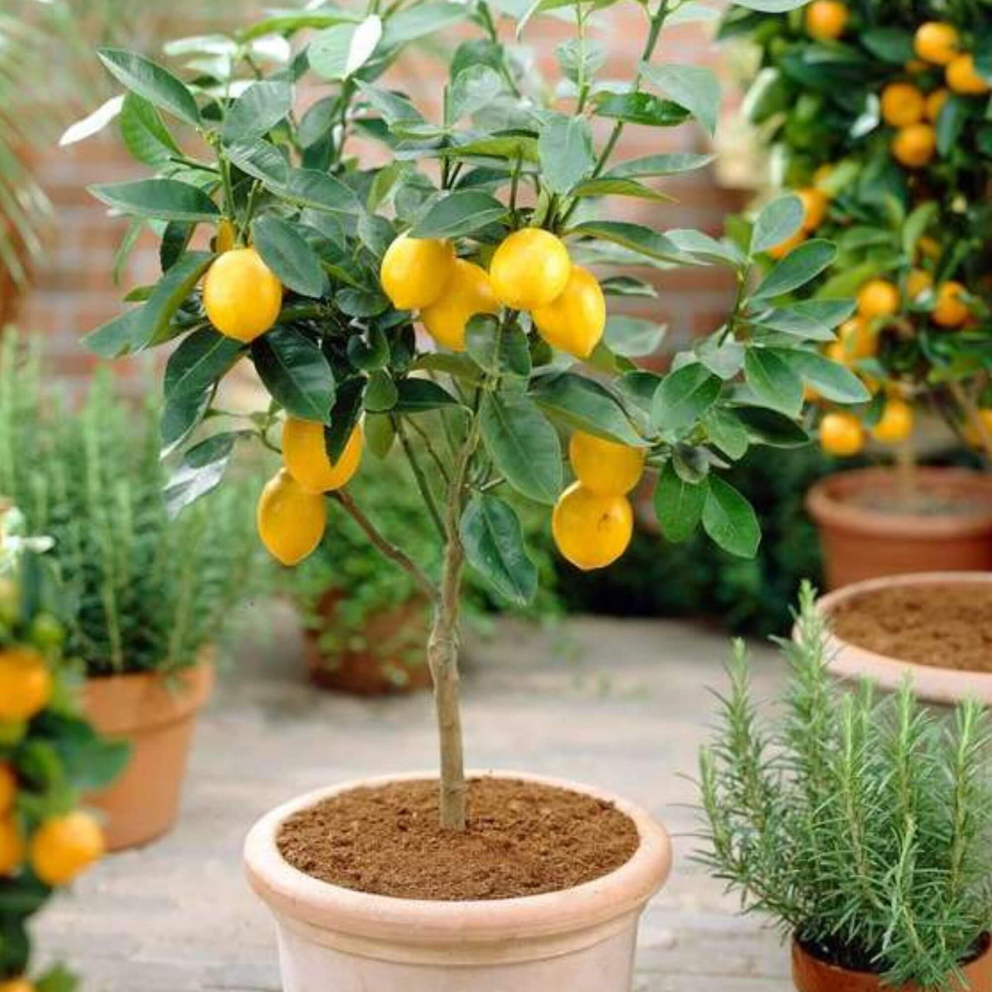 Hermetically Sealed Lemon Seeds