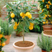 Hermetically Sealed Lemon Seeds