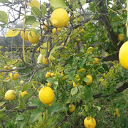 Verna Lemon Seeds