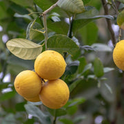 Verna Lemon Seeds