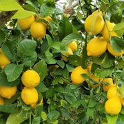 Villafranca Lemon Seeds