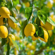 Yellow Lemon Seeds