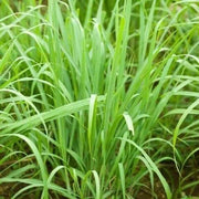 Heirloom Lemongrass Seeds, Herbal