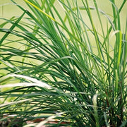Heirloom Lemongrass Seeds, Herbal