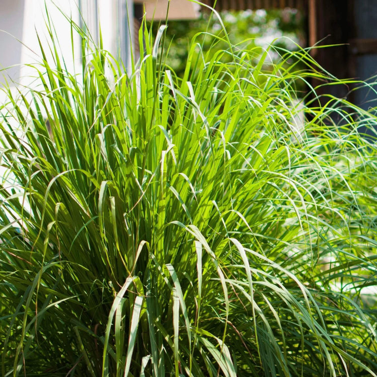 Heirloom Lemongrass Seeds, Herbal