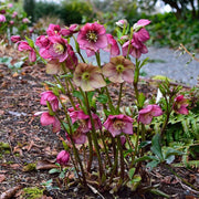 Hellebore Seeds – Helleborus spp.