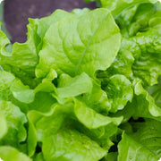 Black Lettuce Seeds