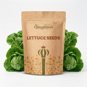 Lettuce Seeds – Lactuca sativa
