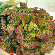 Prizehead Green Brown Lettuce Seeds
