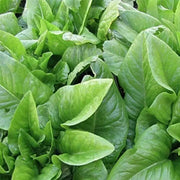 Amish Deer Tongue Lettuce Seeds
