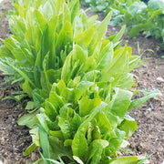 Amish Deer Tongue Lettuce Seeds