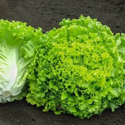 Batavia Lettuce Seeds