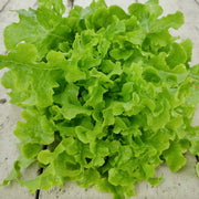 Black Lettuce Seeds