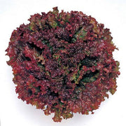 Black Red Lettuce Seeds