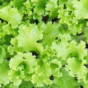 Black Lettuce Seeds