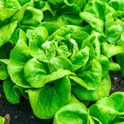 Butterhead Lettuce Seeds