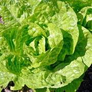 Butterhead Lettuce Seeds